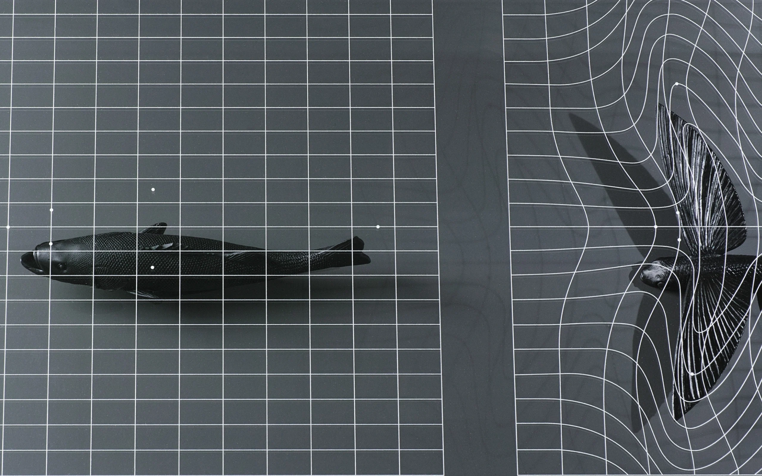 ggg/
Transformation